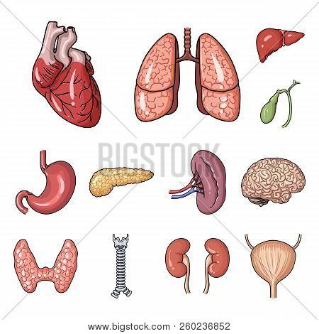 Human Organs Cartoon Icons In Set Collection For Design. Anatomy And Internal Organs Vector Symbol S