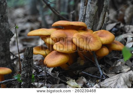 Omphalotus Olearius Or Orange Jack O Lantern Mushroom Gills, Toxic Mushroom