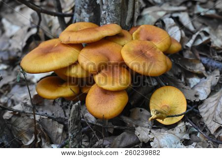 Omphalotus Olearius Or Orange Jack O Lantern Mushroom Gills, Toxic Mushroom