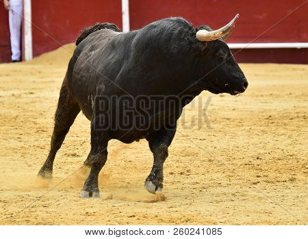 Black Bull In Spain Running In Bulring