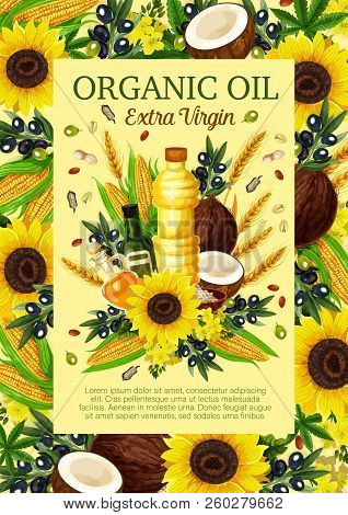Organic Oil Vector. Olive Branch, Sunflower And Corn, Coconut, Flax Seed And Colza, Peanut, Hemp Nat
