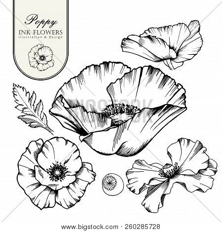 Decorative Elements Set. Hand Drawn Vector Ink Illustration Of Poppy Flowers. Picture Frames. Sketch