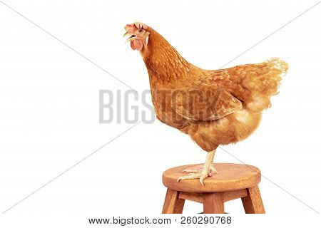 Red Feather Chicken Standing On Wood Desk Path Isolate White Background