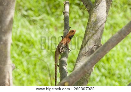 Changeable Lizard (calotes Versicolor) On A Tree Branch In The Shade
