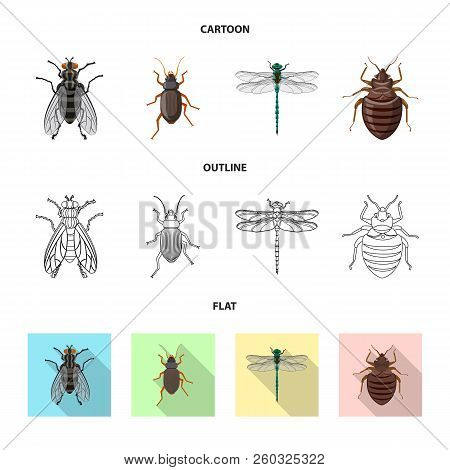 Vector Design Of Insect And Fly Symbol. Collection Of Insect And Element Stock Vector Illustration.