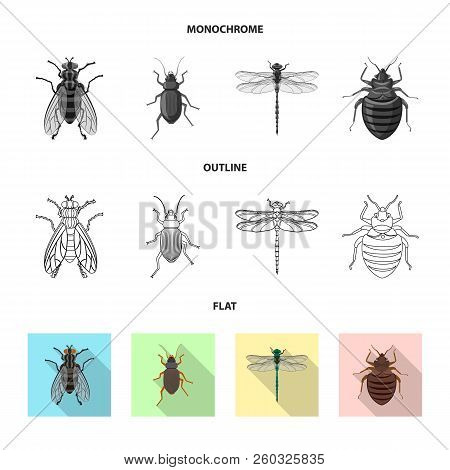 Isolated Object Of Insect And Fly Logo. Collection Of Insect And Element Stock Vector Illustration.