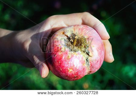 Woman’s Hand Holding An Apple With An Apple Scab