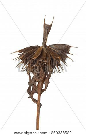 A Single Seed Of A Bootjack Flower Rises Above All The Other Seeds On The Flower. The Autumn Dried W