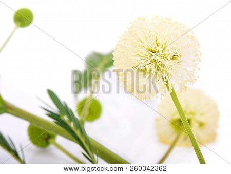 Acacia Flower Or Leucaena Leucocepphala  On White Background