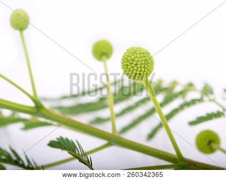 Acacia Flower Or Leucaena Leucocepphala Green, Acacia, Leucocephala