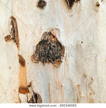 Close Up Eucalyptus Deglupta Trunk Bark Texture