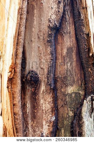Close Up Eucalyptus Deglupta Trunk Bark Texture