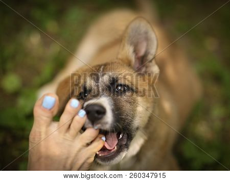 German Shepherd Puppy Dog Bite Human Bare Foot Close Up Photo