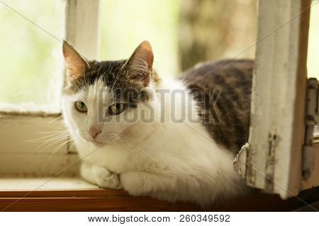 Tom Country Male Cat On Wooden Rustick Retro Window Close Up Photo