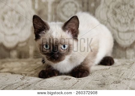 Cute Color-point Kitten With Blue Eyes Is Sitting On A Beige Sofa, Front View.