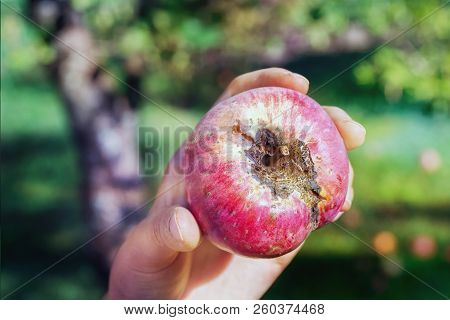 Woman’s Hand Holding An Apple With An Apple Scab