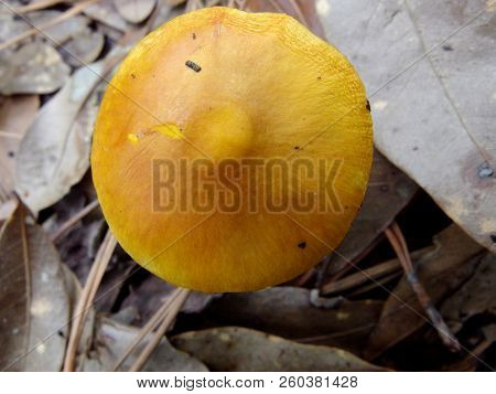 Yellow Cortinarius Mushroom Top View. Orange Mushroom Against Dead Leaves.