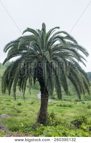 Big Palm Tree Date Fruit In The Tropical Region