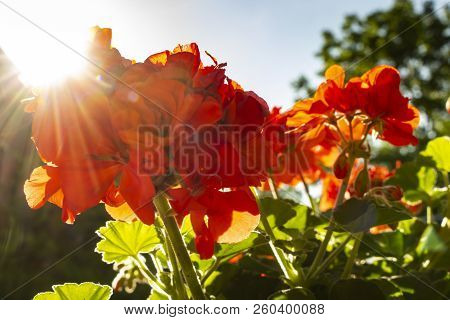 Red Summer Flowers With The Sun Shining From Behind