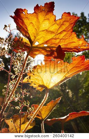 First Autumn Leaves On A September Day Shining In Orange And Red From The Sun