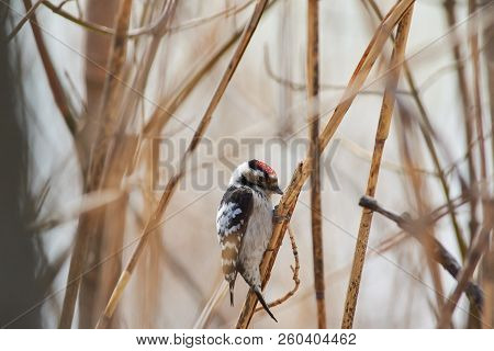 Lesser Spotted Woodpecker (dryobates Minor) Hunts Insects In The Reed Thickets.