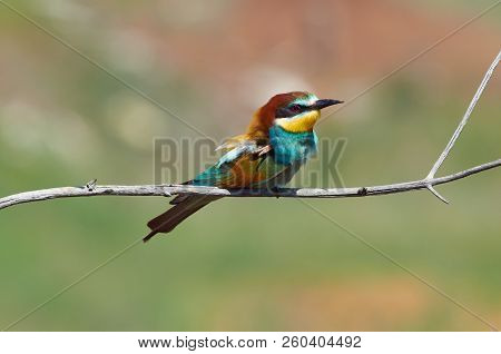Bee-eater (merops Apiaster) Sits On A Thin Branch And Scratches The Neck With Its Paw.
