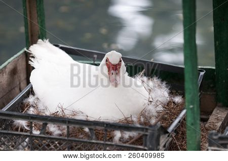 White Muscovy Duck Portrait Musky Duck Indoda Barbary Duck With Red Nasal Corals In The Public Garde