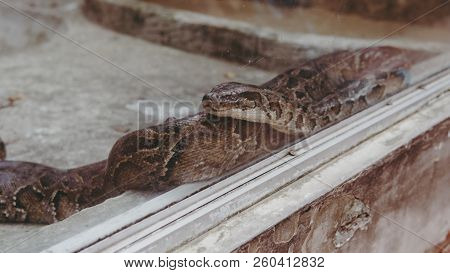 Python Snake Close-up. Pyton In The Zoo