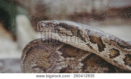 Python Snake Close-up. Pyton In The Zoo