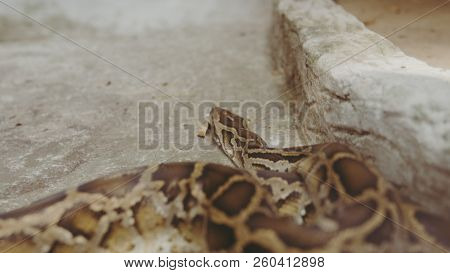 Python Snake Close-up. Pyton In The Zoo