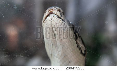 Python Snake Close-up. Pyton In The Zoo