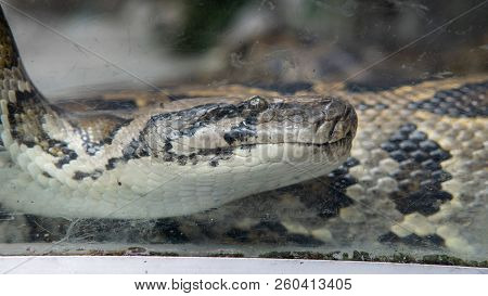 Python Snake Close-up. Pyton In The Zoo
