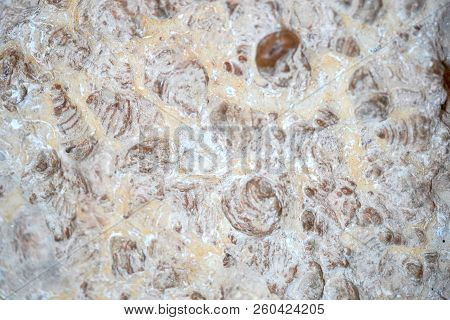 The Old Shells Fossil In Stone Background