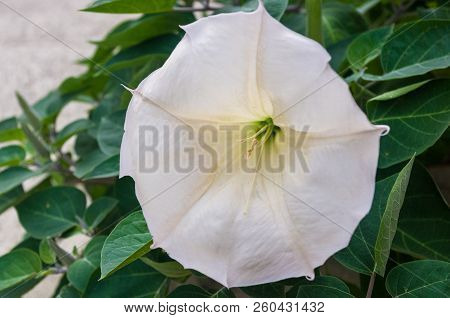 Devil's Trumpet, Datura Metel, In The Garden, Close Up.