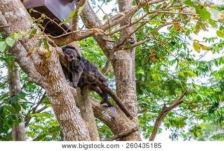 Binturong Is Reasting On Big Tree In Open Zoo Of Thailand.