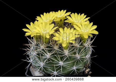 Cactus Weingatia Riograndensis With Flower Isolated On Black.