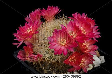 Cactus Sulcorebutia Flavissima With Flower Isolated On Black.