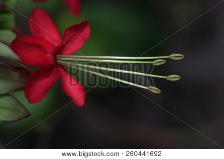 Macro Bagflower In Soft Focus Blurred As Background.