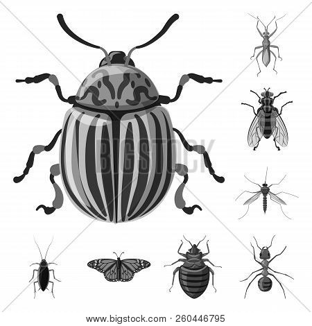 Vector Design Of Insect And Fly Sign. Collection Of Insect And Element Stock Vector Illustration.