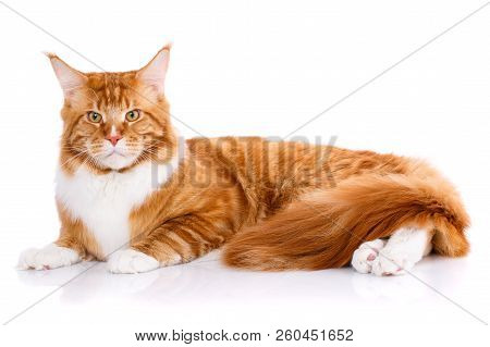 Animal, Cat, Pet Concept - Mainecoon On A White Background