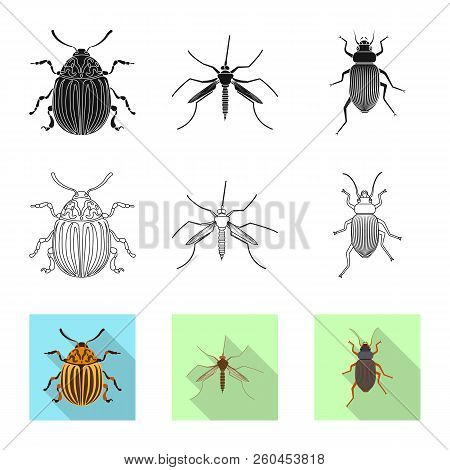 Vector Illustration Of Insect And Fly Symbol. Set Of Insect And Element Vector Icon For Stock.