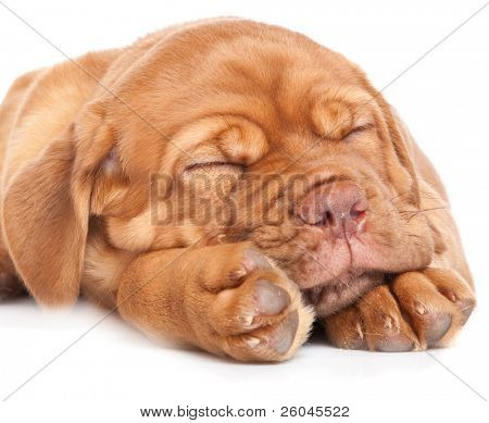 Köpek Dogue de Bordeaux (Fransız mastiff). Beyaz arka plan üzerinde izole