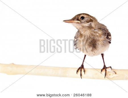Au nid d'oiseau (Bergeronnette). Isolated on white
