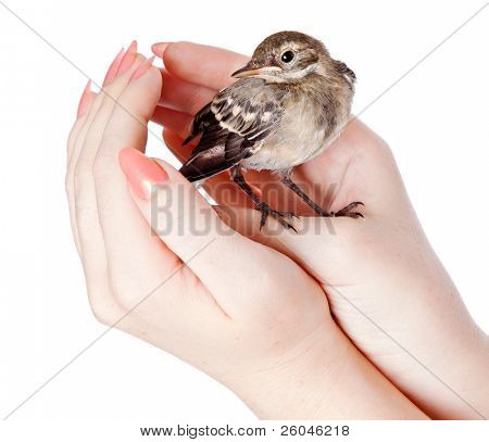 Nichée de passereaux (Bergeronnette) sur place. Isolated on white