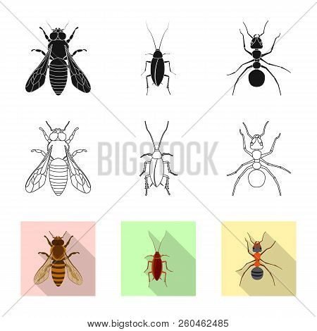 Vector Design Of Insect And Fly Icon. Collection Of Insect And Element Vector Icon For Stock.