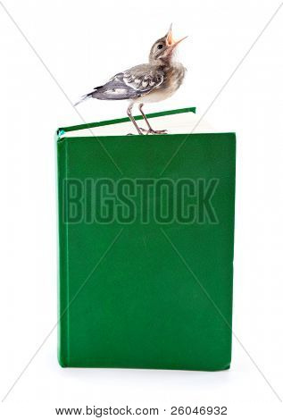 Nichée de passereaux (Bergeronnette) sur le livre. Isolated on white