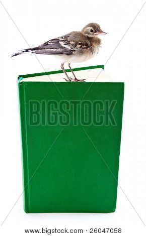 Nichée de passereaux (Bergeronnette) sur le livre. Isolated on white