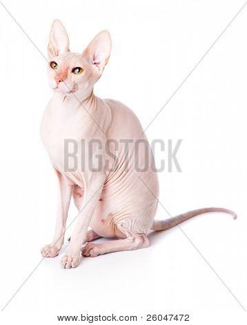Gatto Don Sphinx (DONSPHINX). Isolated on white background