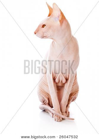 Gatto Don Sphinx (DONSPHINX). Isolated on white background