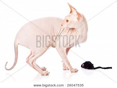 Gatto Don Sphinx (DONSPHINX). Isolated on white background